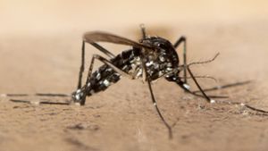 Überträgt Dengue-Fieber: Tigermücke steuert den Schwarzwald an