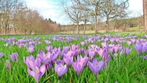 Im Zavelsteiner Naturschutzgebiet hat die Blüte in diesem Jahr zwischen Anfang und Mitte März ihren Höhepunkt erreicht. Foto: Schroth