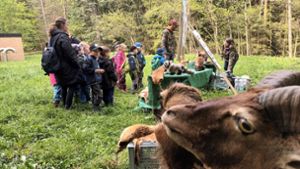 Kinder auf Spurensuche: Im Dotternhausener Wald wohnen die  Mufflons