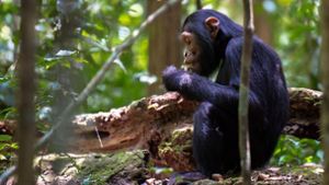 Durch die Abholzung bestimmter Palmen fehlen Schimpansen in Uganda wichtige Mineralstoffquellen. Sie schwenken daher auf Fledermausexkremente um. Foto: picture alliance/Godong/dpa