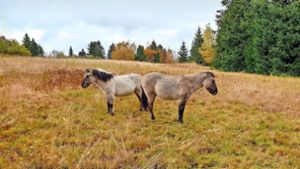 Die  Konik-Pferde, die  auf den Grinden und der Waldweide zuhause sind, bekommen Verstärkung. Foto: Regierungspräsidium Karlsruhe/Archiv